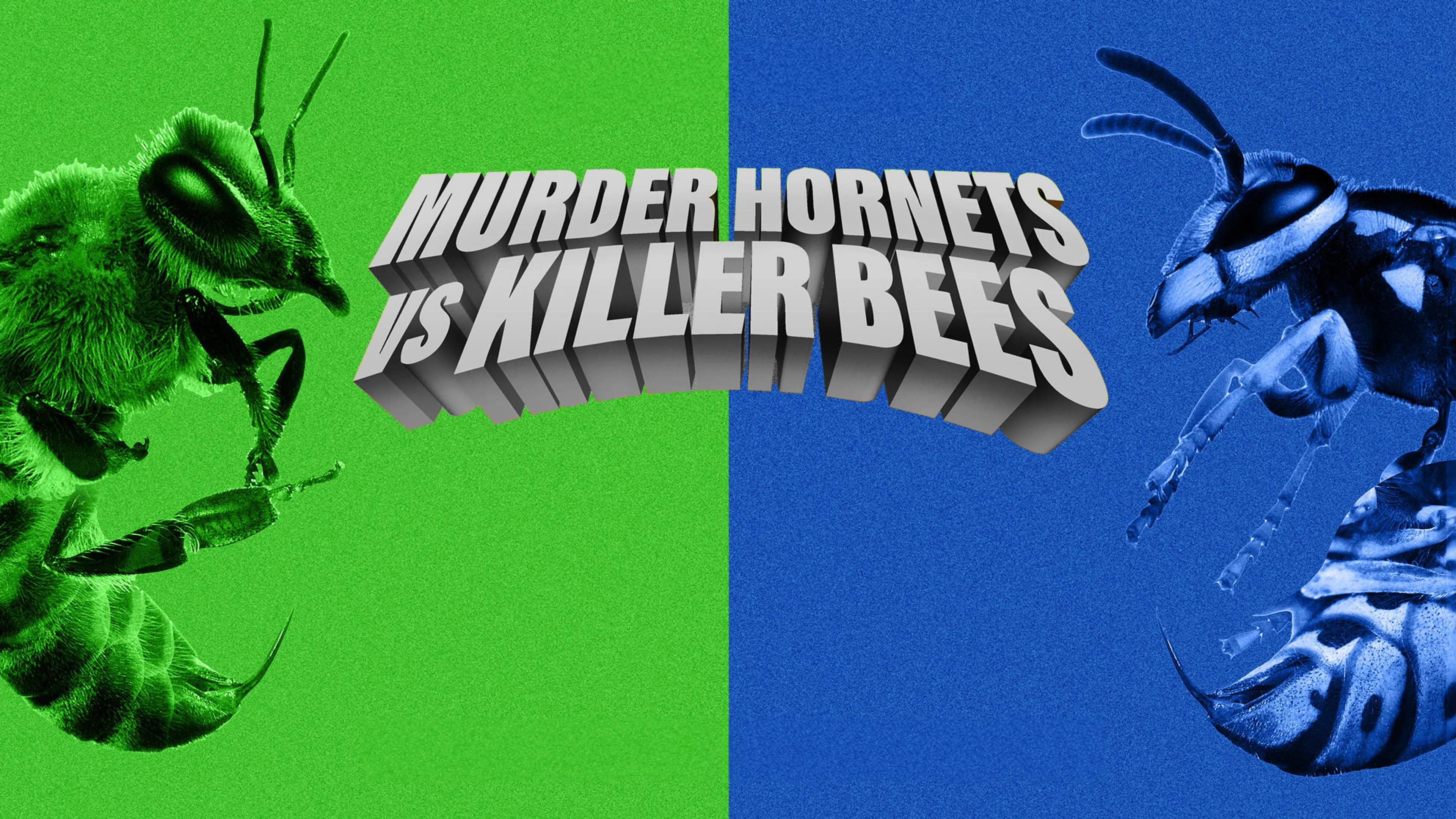 Murder Hornets vs Killer Bees poster
